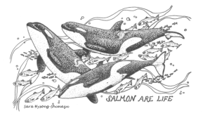 Salmon are Life. Illustration of Orcas swimming among salmon.