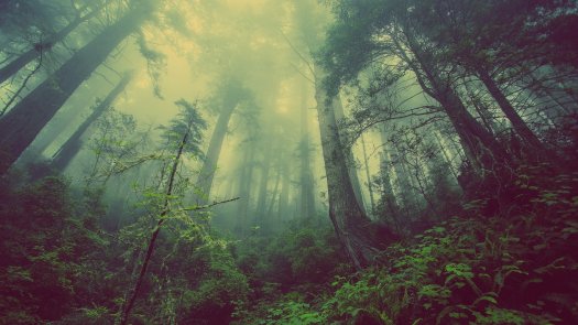 A natural forest in fog.