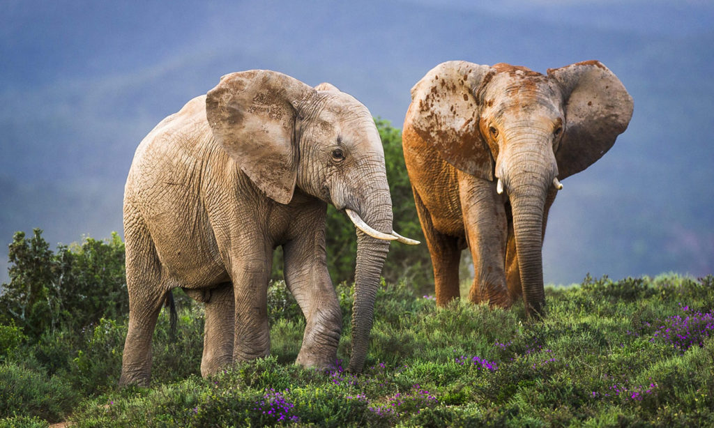 Close-up of two elephants on green hill in Africa.