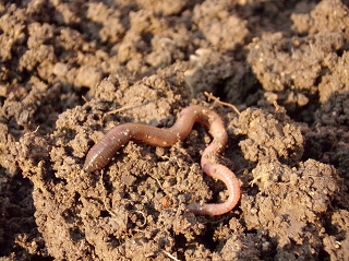 Soil with a worm on top of it.