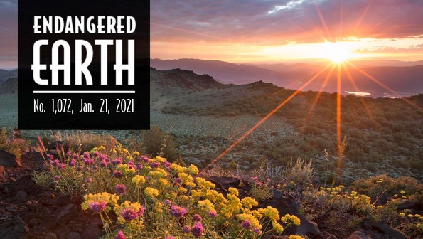 Endangered Earth Newsletter. Natural scene changes with each issue.