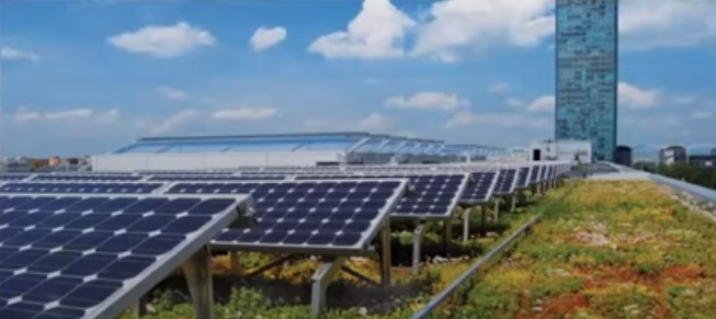 A roof with solar panels and plants growing next to and under them.