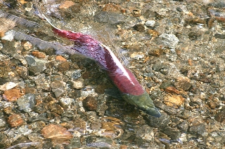 Reddened,  spawning salmon swimming in shallow, rocky water. 