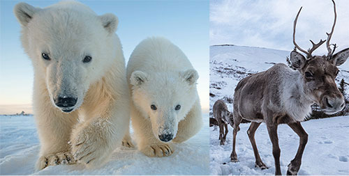 Wildlife camera shots of Polar bears and Caribou.