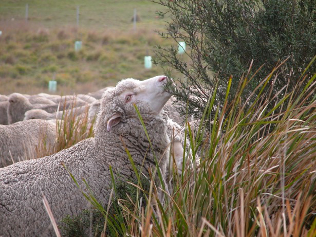 Sheep at edge of herd, grazing upward on a bush.