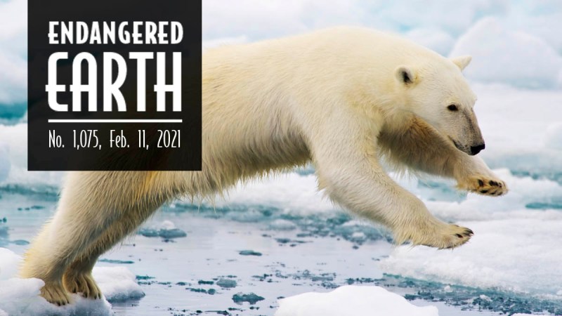Endangered Earth February 2021. Polar Bear leaping between ice floats.