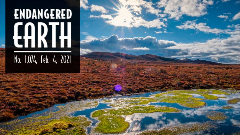 Endangered Earth Newsletter. Natural scene changes with each issue.