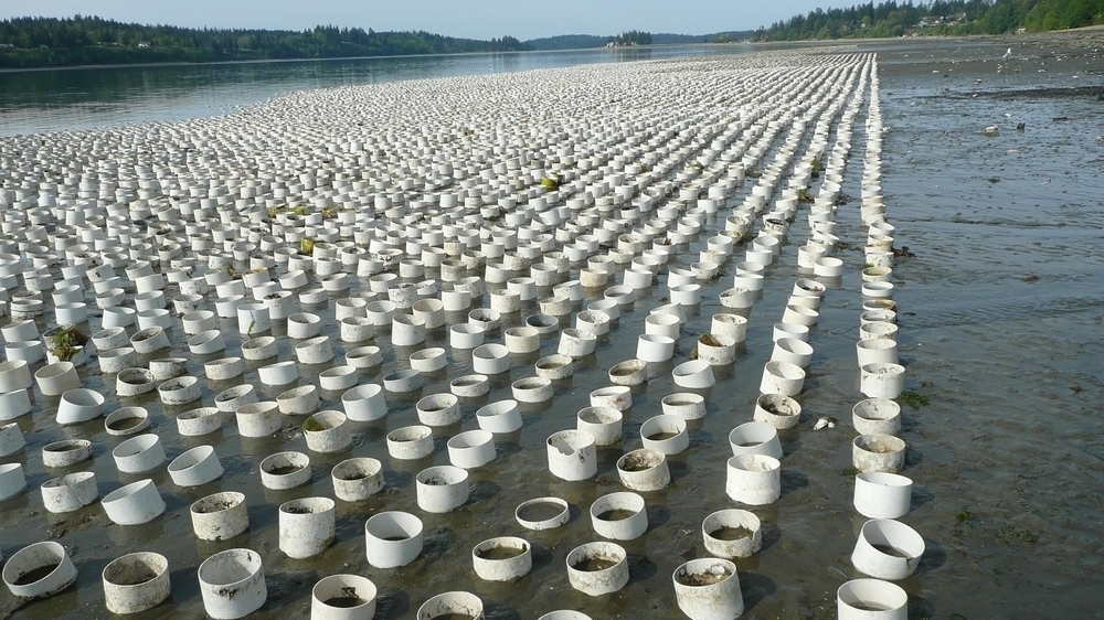 A sea of oysters in PVC tubes