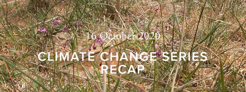 Climate Change Series Recap. Violet wildflowers in the brush.