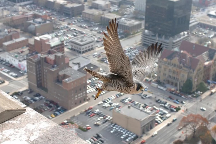 Closeup of Falcon flying over city scene