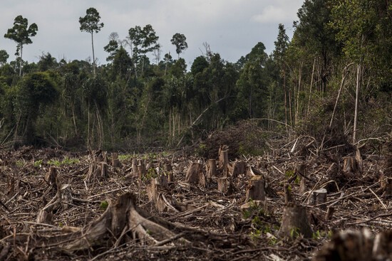 A logged stump-field. Getty Images