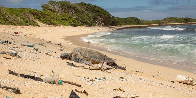 Sea Turtle on Beach with plastic debris.