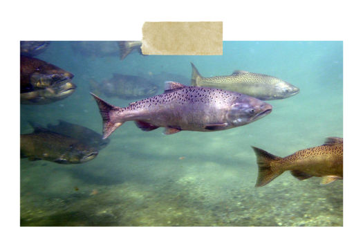 Side view of a bind of salmon swimming.