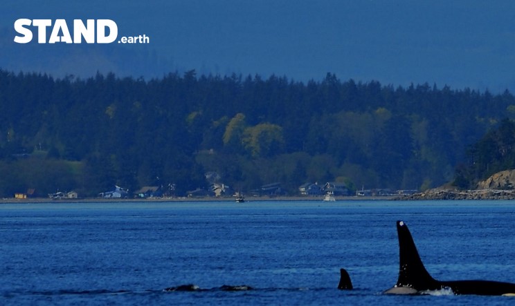 Stand.earth. Orca in the sound.