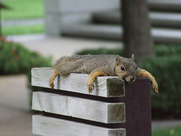 Squirrel sunbathing spread eagle.