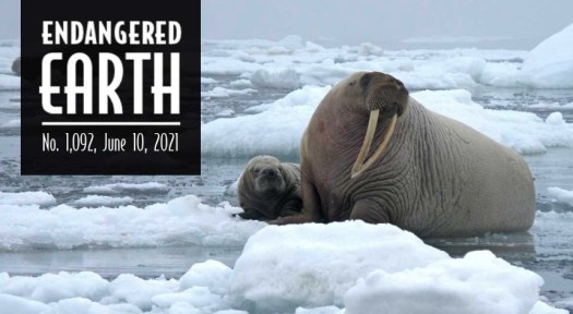 Walrus and baby on ice flow.