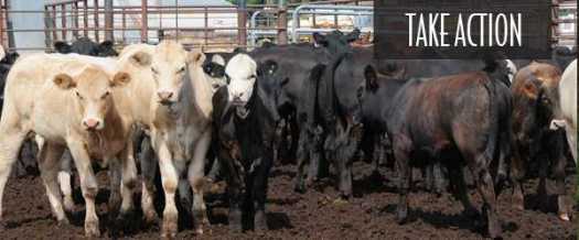 beef-cattle-feedlot