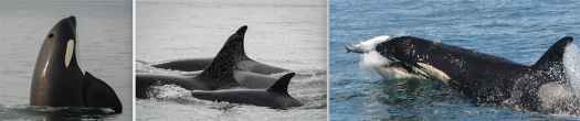 Three photos of Southern Resident Orcas