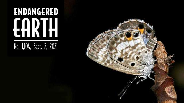 Miami Blue Butterfly - Endangered Earth