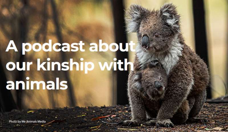 A podcast about our kinship with animals. Koala mom and baby in pouch.