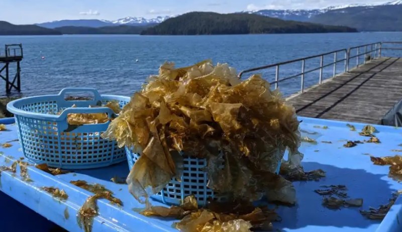 Kelp farming