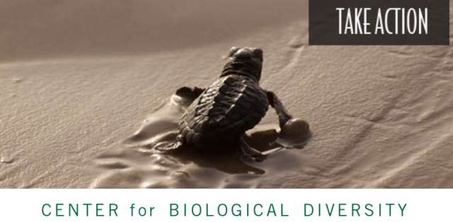 Sea turtle hachling making for the ocean.