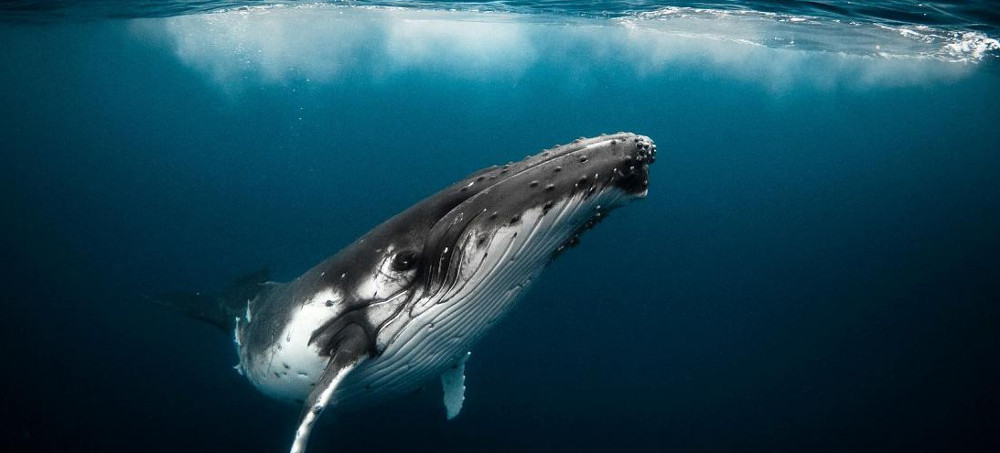 A large whale swimming near the surface.