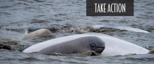 Beluga whales in Cook Inlet