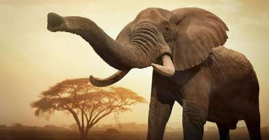 An alarmed elephant.