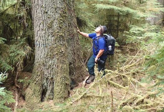 Man looking up at ancient conifer tree