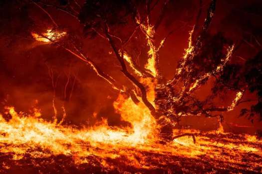 A large tree aflame in a sea of fire.