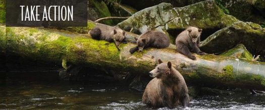 Tongass bears - Mother with three cubs on a log in a river.