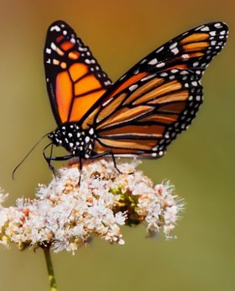Butterfly on flower.