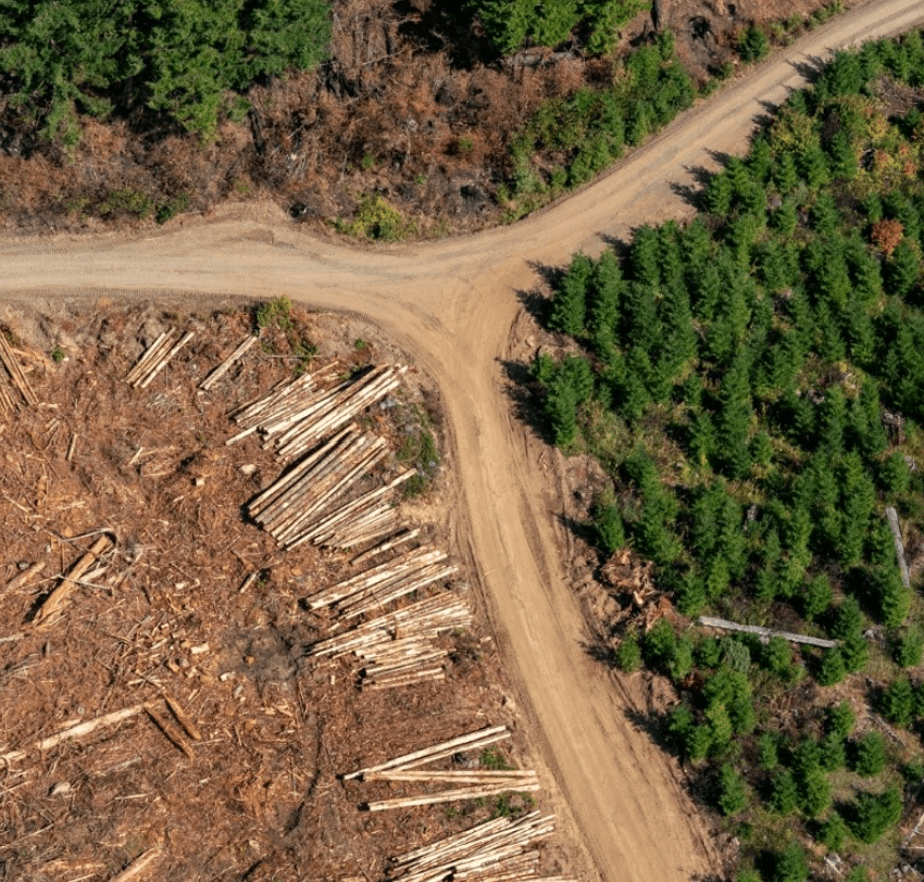 DNR clearcut next to young and older regrowth