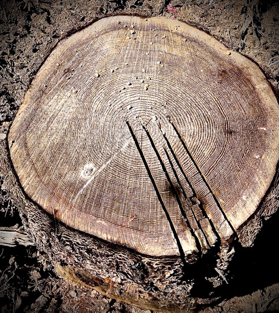 95-year-old stump on DNR land