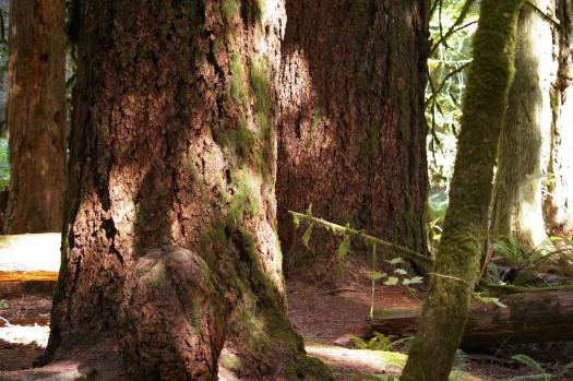 Old growth forest