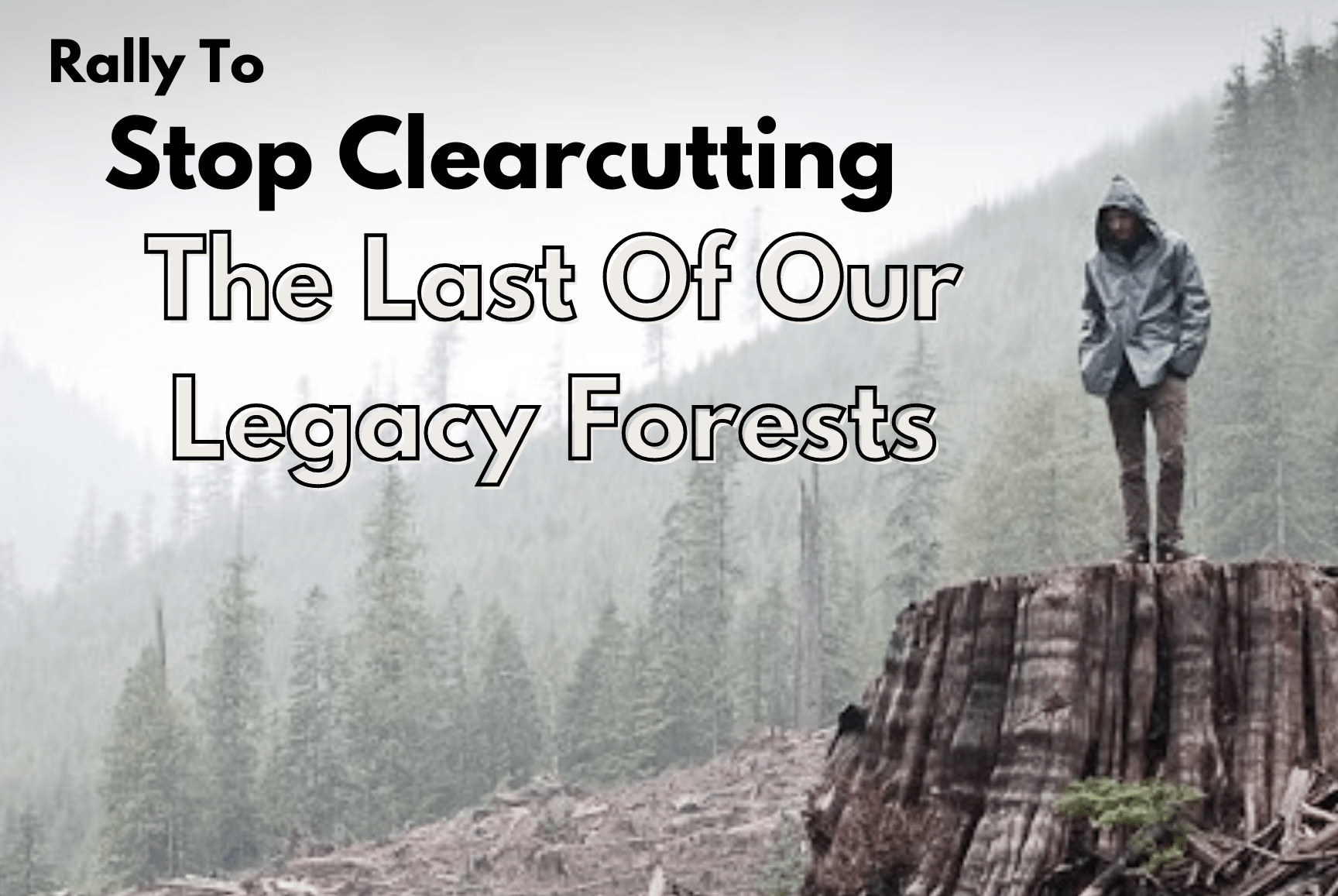"Rally to Stop Clearcutting Our Legacy Forests" showing a huge stump