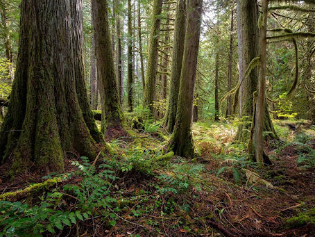 Willamette National Forest, Oregon | Flat Country Timber Sale
