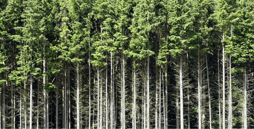 Forest of even-aged stand of trees.