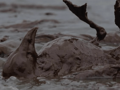 Dead seabird covered in oil.