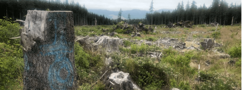 Clearcut