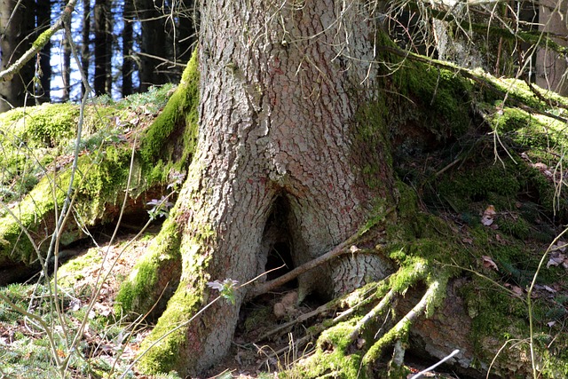 Tree with roots and moss.
