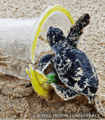 Baby sea turtle heading into plastic cup.
