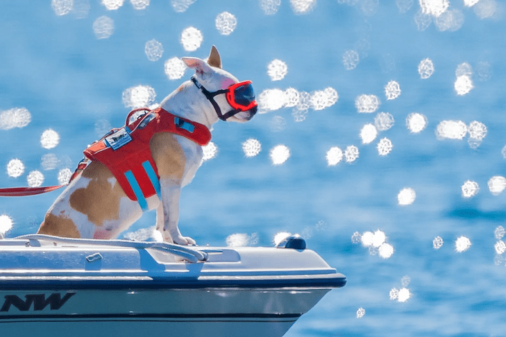 A research dog finds whale poo