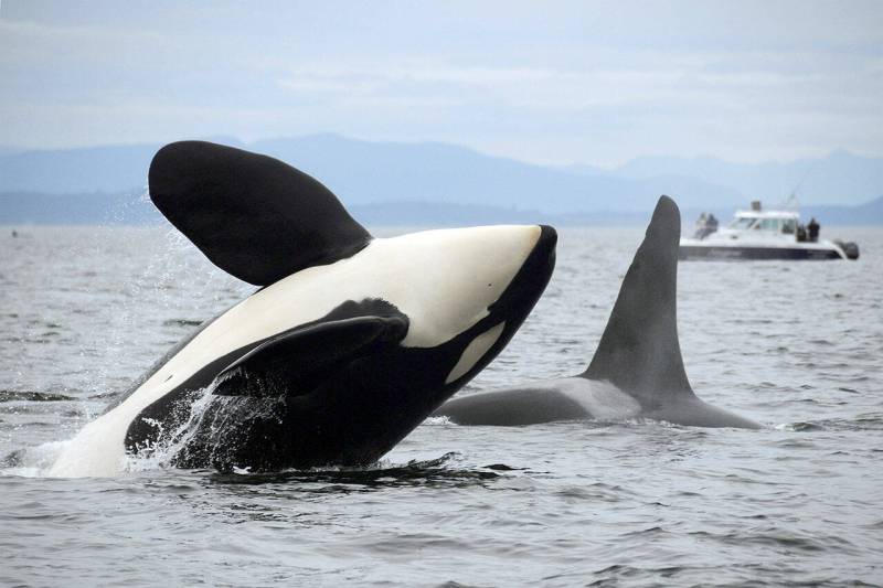 Orca in the Salish Sea, a NOAA Fisheries photo.