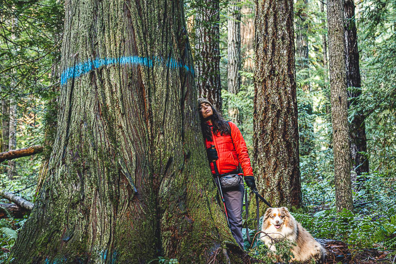 Photo of old growth at Aldwell forest tract that will be logged.