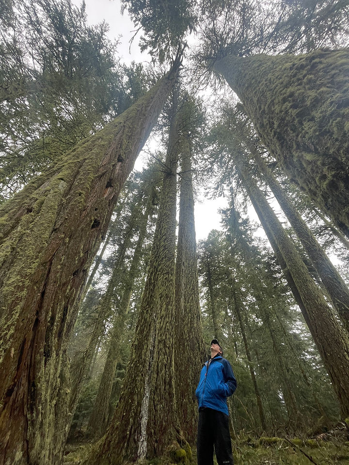 Man gazing up at tall, old, trees.