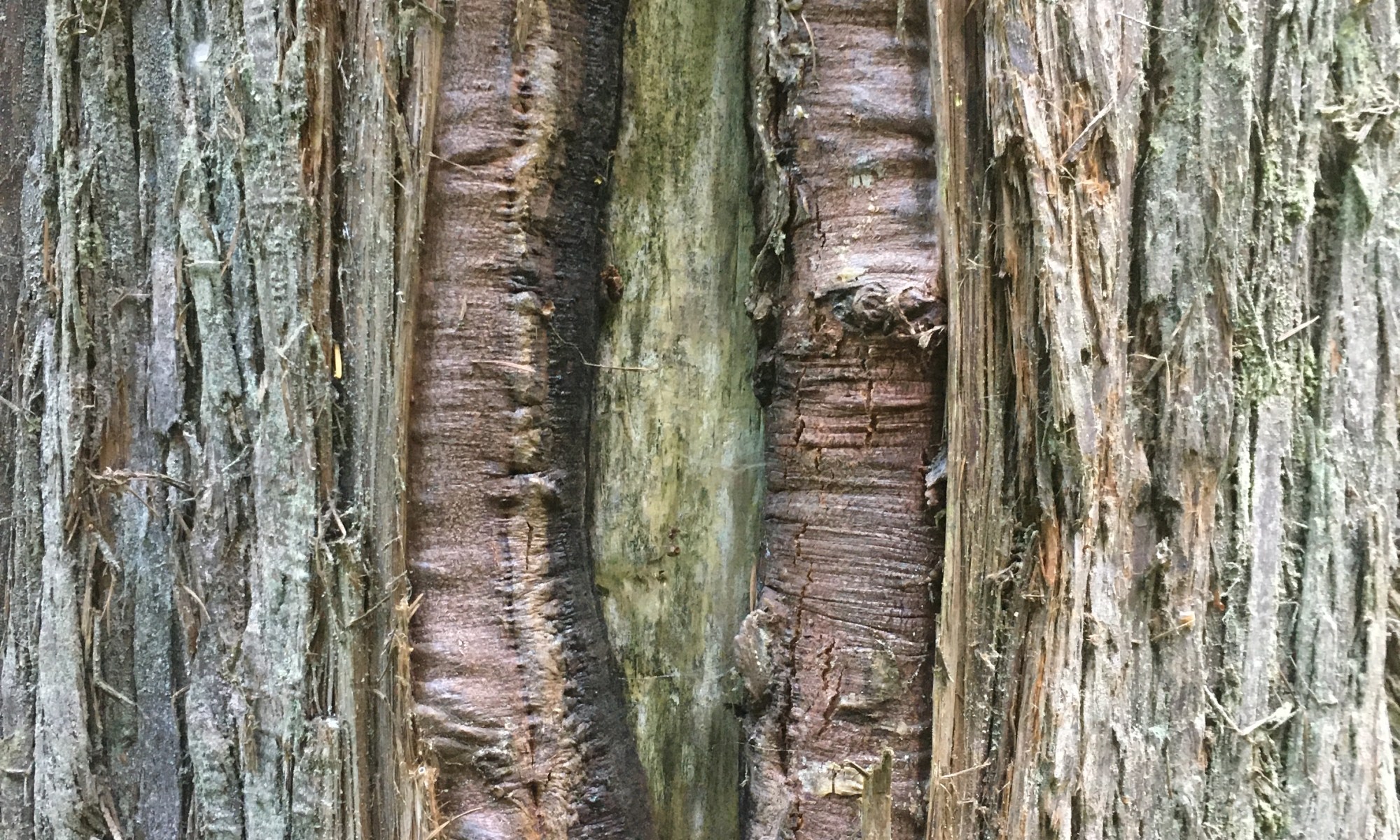 Tree trunk with wound that is healing