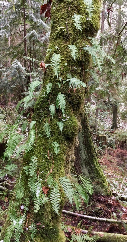 Tree with ferns growing on it. 
