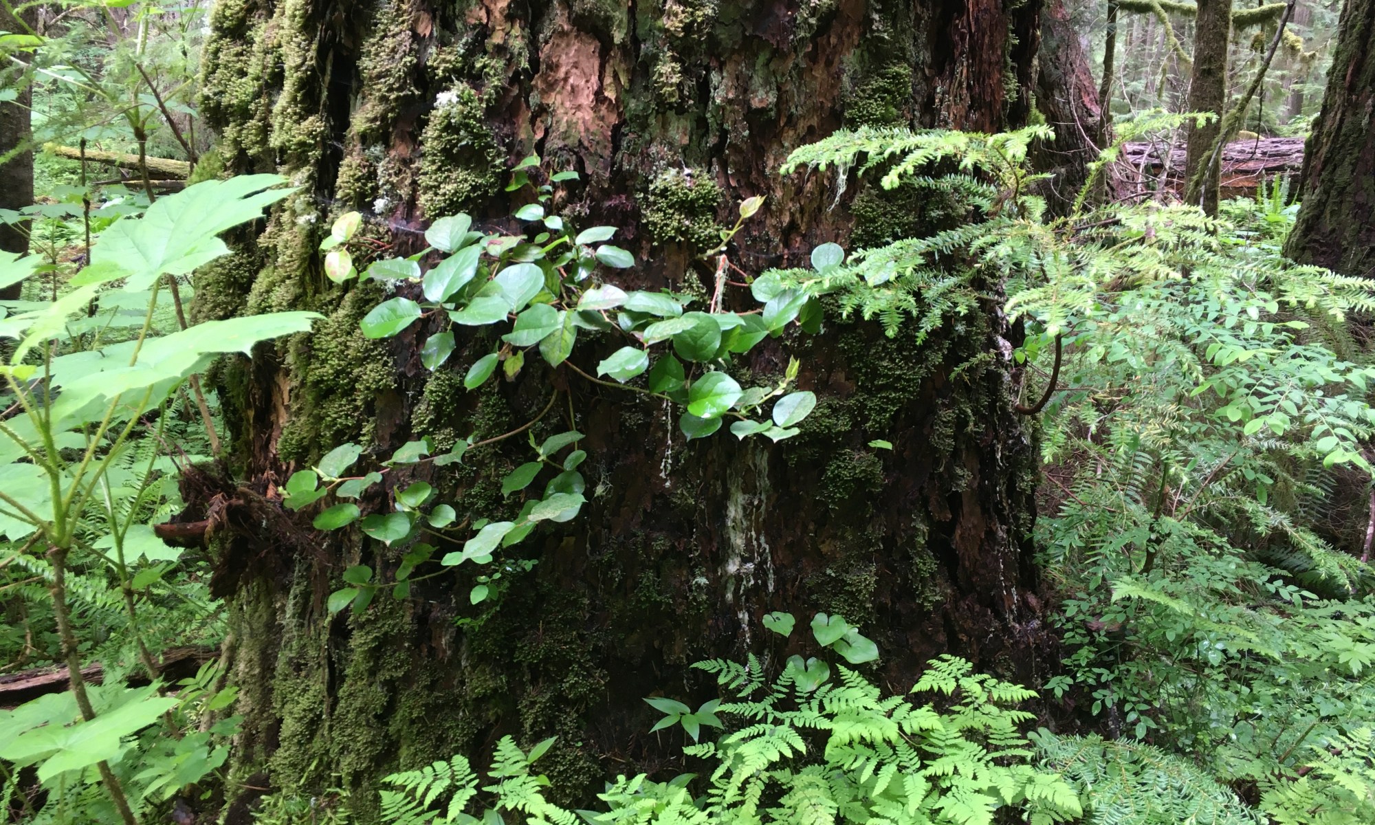 Mature fir tree with undergrowth around it